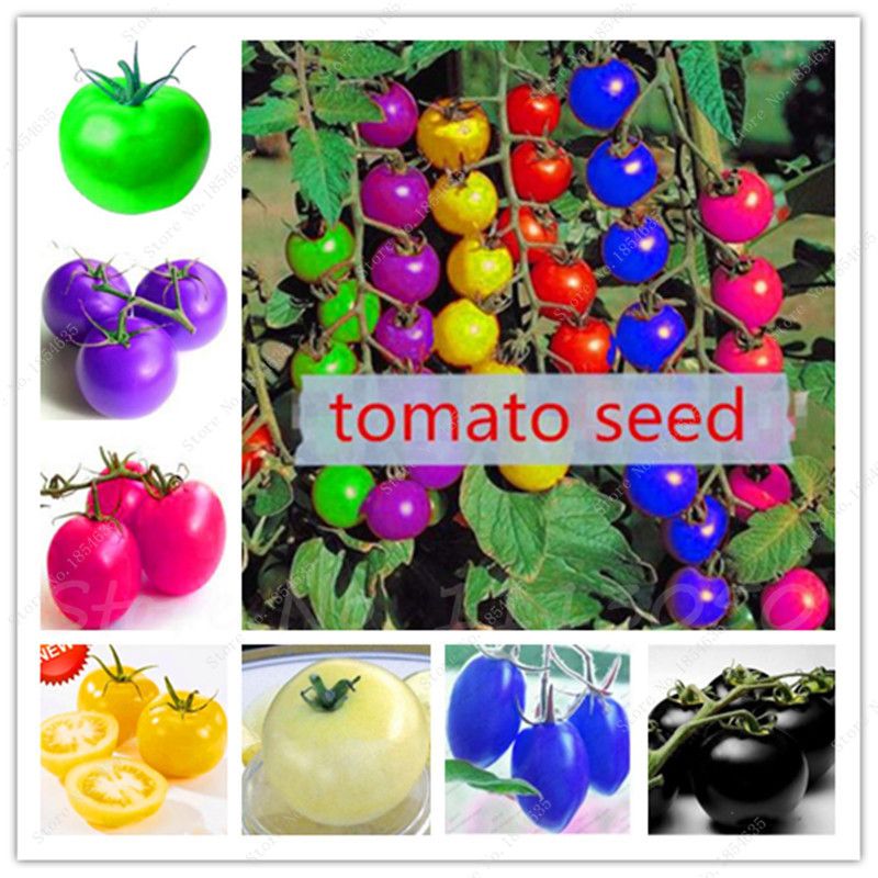 100 Pcs Seeds Rainbow Tomato Colorful Rare Organic Vegetables Home Garden 