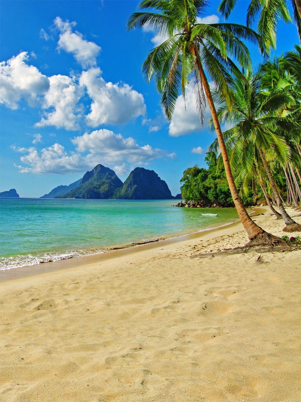 Grosshandel Tropische Strand Hochzeit Fotografie Hintergrund Palmen