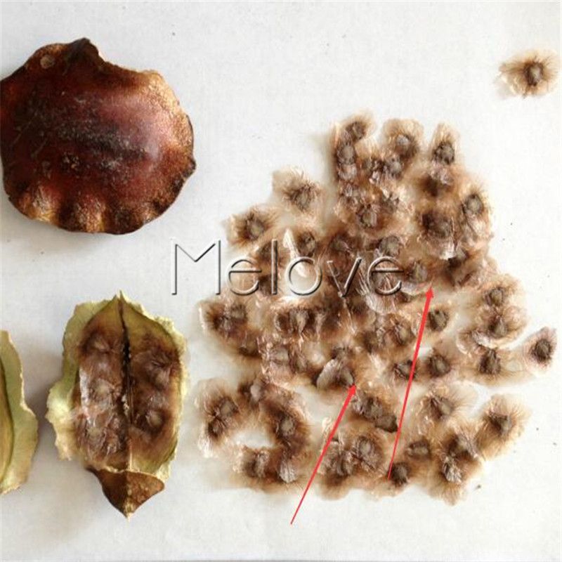 20 Samen Jacaranda caucana seeds Violettfarbene Blütenwolken 