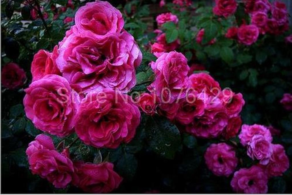 2020 Wholesaleful Climbing Roses Seeds Rosebush Rosa Multifloraplant Bonsai From Lijiao 6 43 Dhgate Com