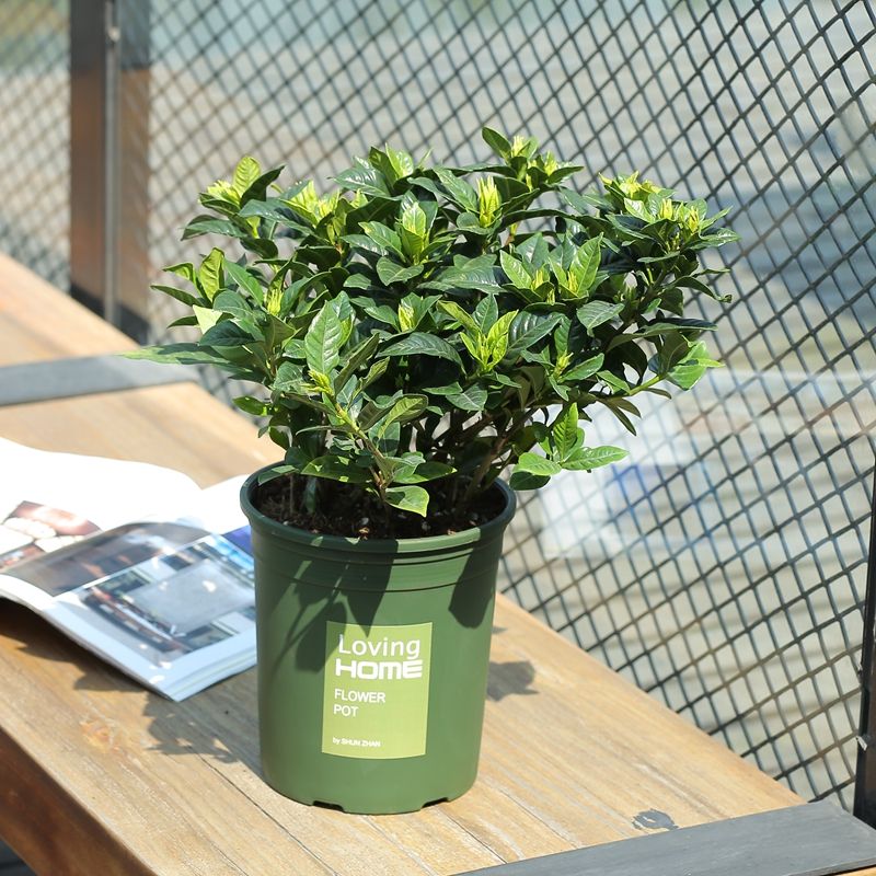 20 unids plantas de semillas en toda la planta Gardenia escritorio de  purificación de aire de