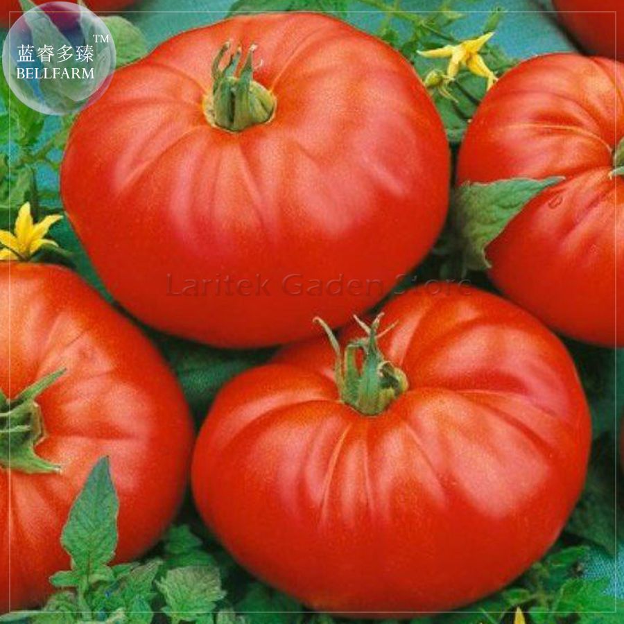 100 pcs//bag Super Rare Red Giant Competition Russian Heirloom Tyazeloves Tomato