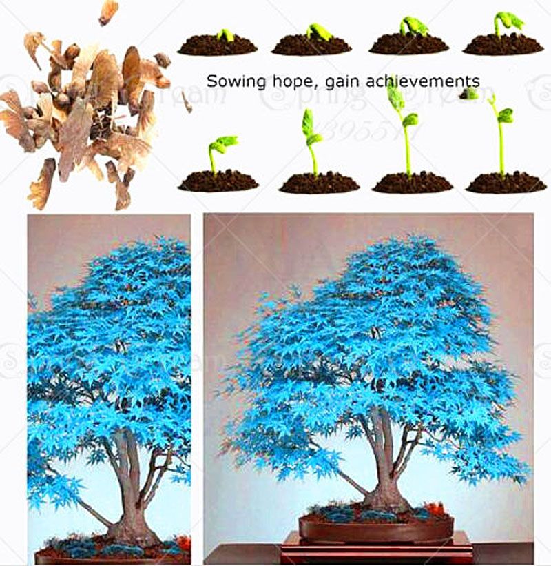 20 Semi GIAPPONESE RARA PIANTA Blu acero albero bonsai ACER OFFERTA LIMITATA!! Regno Unito 