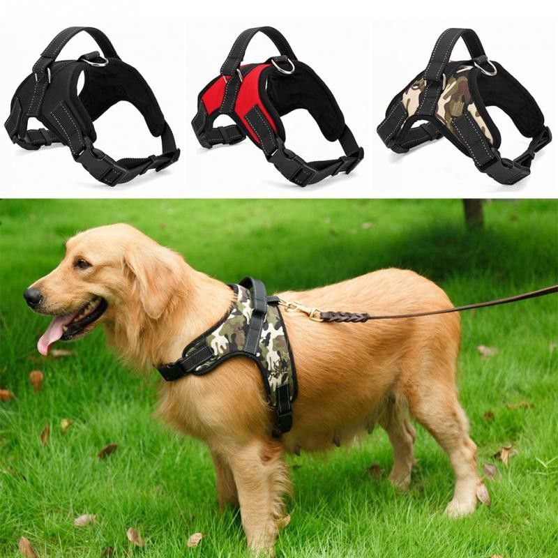 dog leads for big dogs