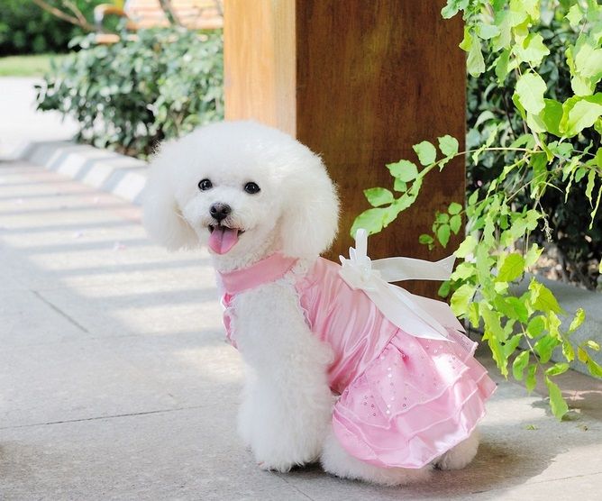 Rose,XXL Wansan Robe pour Chien Tutu en Coton plissé Princesse Robe de mariée Jupe Costume pour Animal de Compagnie Vêtements pour Chien Chien Noeud 