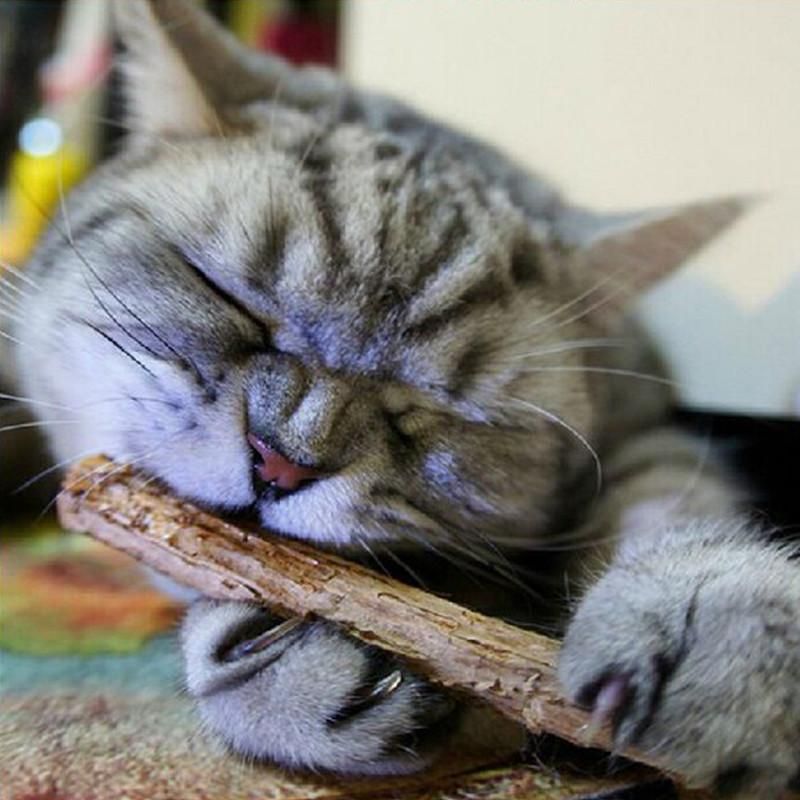 Catnip Silvervine dientes Palitos Gatos Palillos de salud dental Animales Catnip Productos juguetes de madera gatos bocadillos gatos favorecen más nuevo