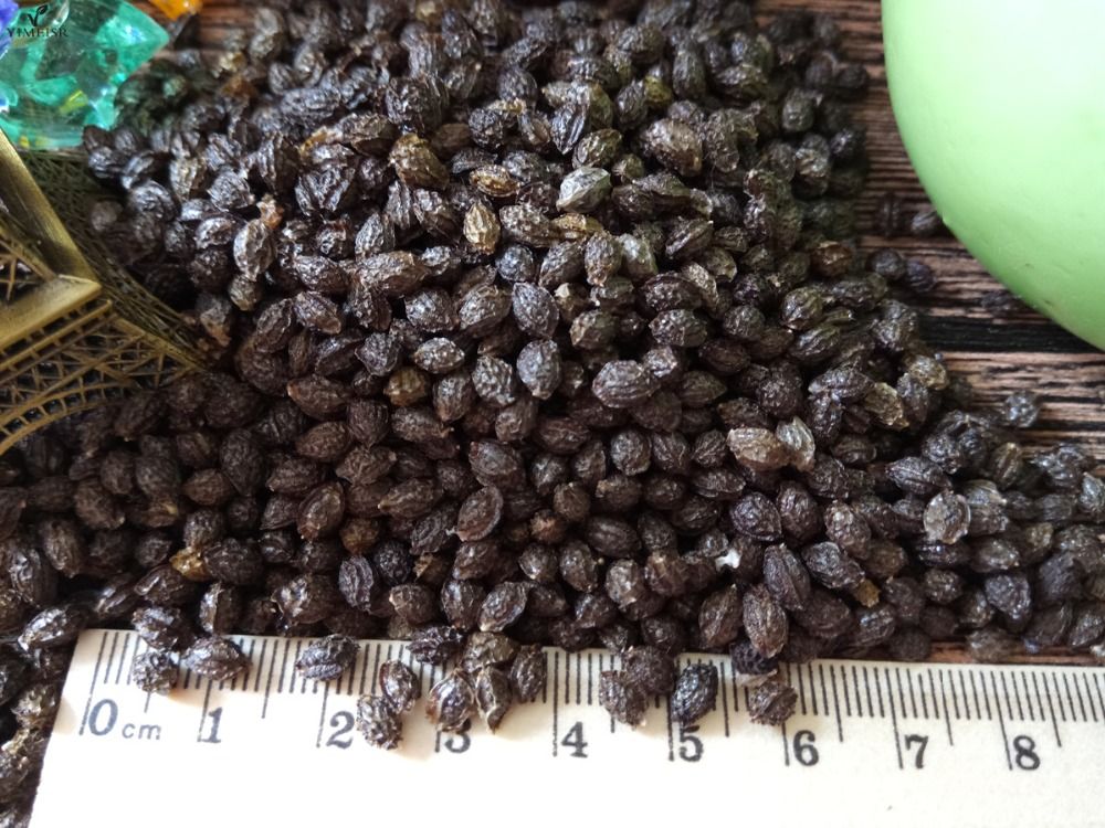 Семена Папайи Купить В Аптеке