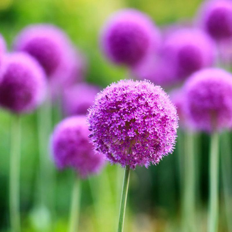 DRUMSTICK YELLOW - BILLY BUTTON - 250 Seeds - Craspedia globosa - ANNUAL FLOWER 