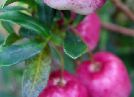 10Seeds Very Rare Red Apple LBerry Billardier aongiflora Organic Fruit Seeds