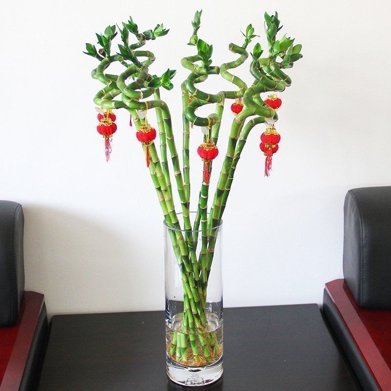 2020 Is Our Hydroponic Dendrocalamus Seed Plants Potted Indoor