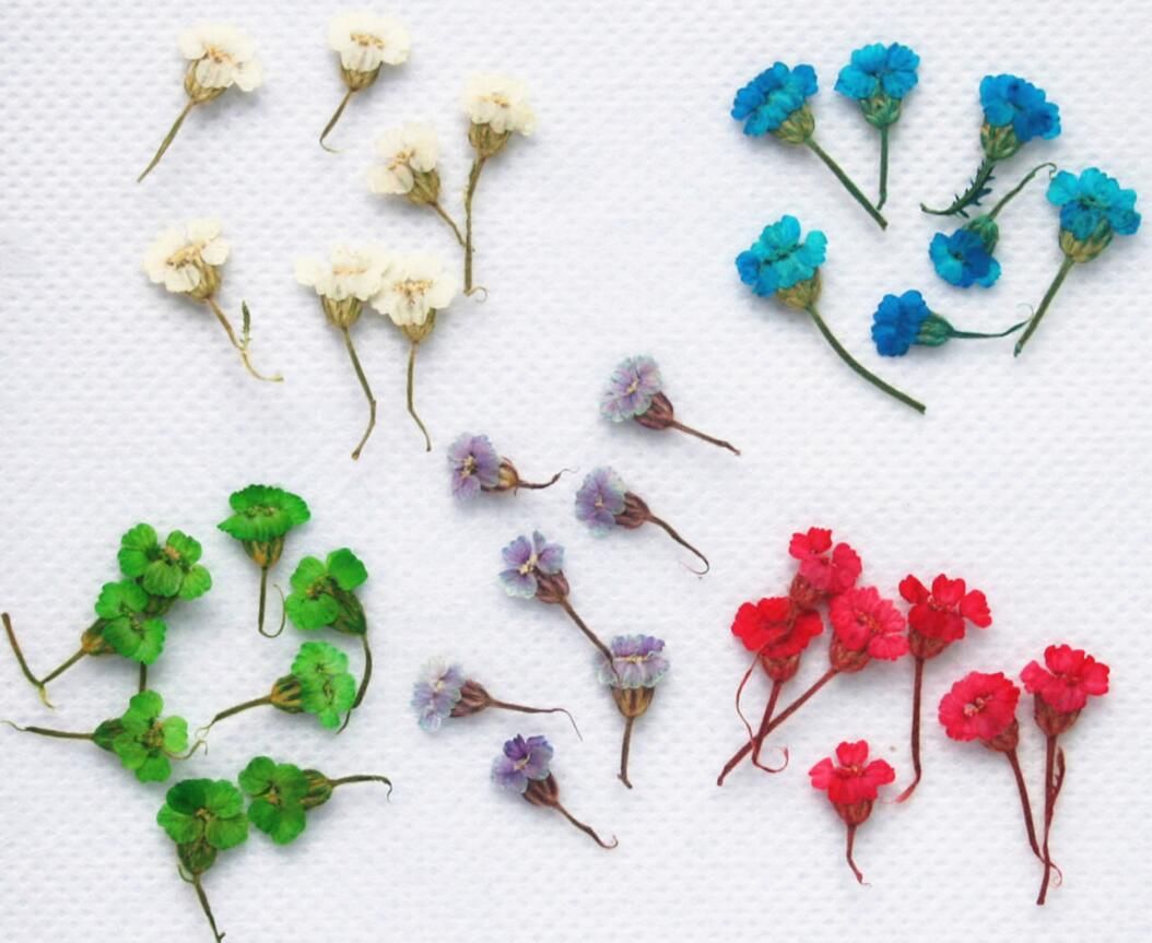 Acheter Pressé Séché Achillea Sibirca Fleur Plantes Sèches Pour Résine époxy Pendentif Collier Fabrication De Bijoux Artisanat Bricolage Accessoires