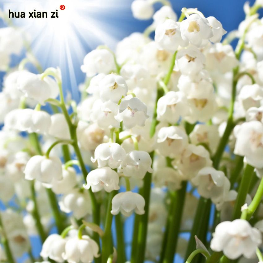 Heirloom White Lily of the Valley Convallaria majalis Perennial Flower 50 Seeds 