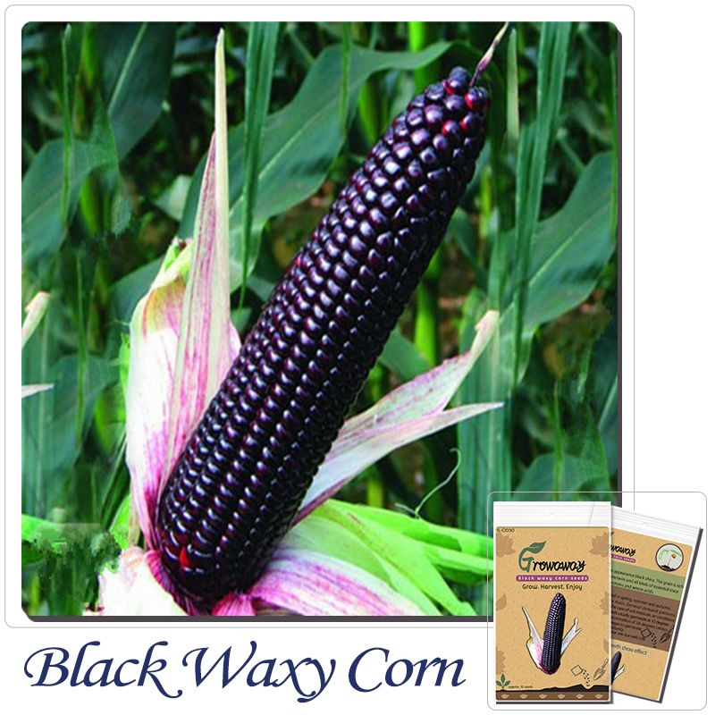 черная кукуруза семена