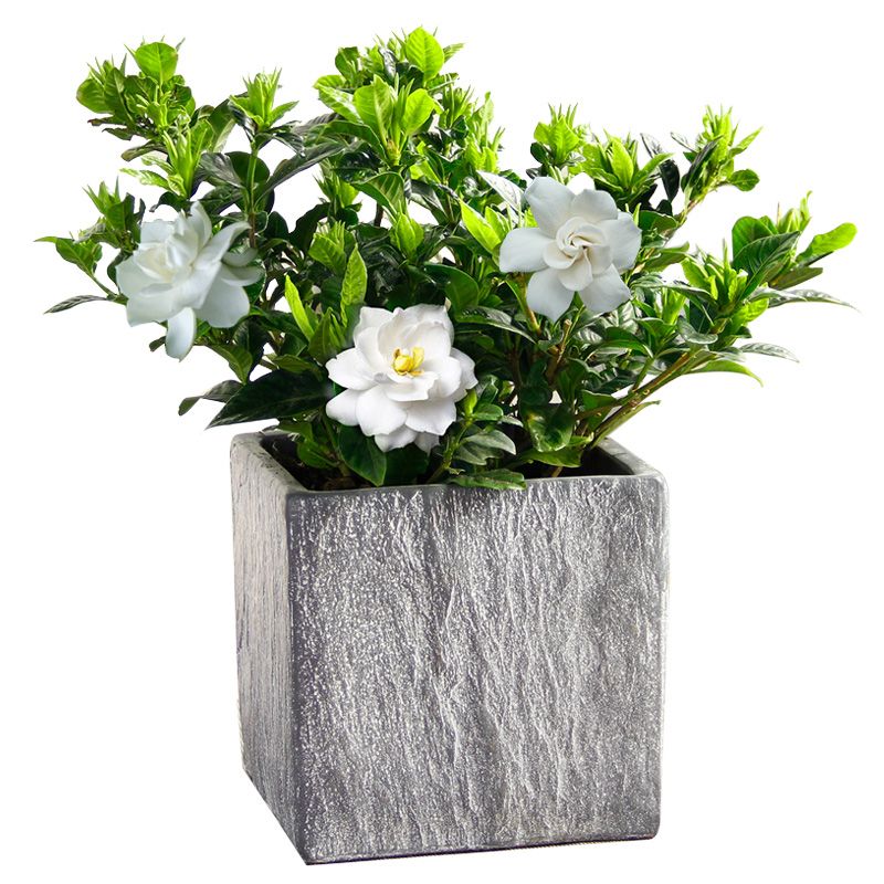 20 pcs interior vaso de flores de gardênia Gardenia pátio varanda flores e  plantas que florescem sementes de plantas de purificação de ar