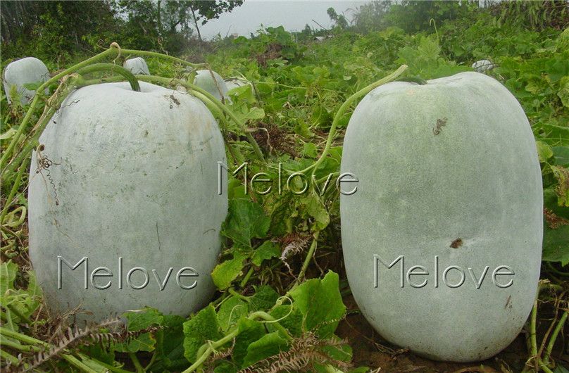 Wholesale Seeds At 3.49, Get Big Winter Melon Wax Gourd 20 Vegetable