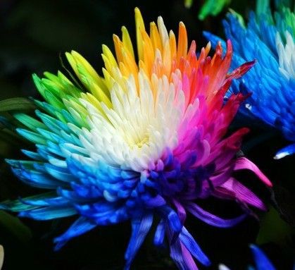 Ideal als Geschenk Wunderbare Farbpracht Regenbogen Chrysantheme 50 Samen
