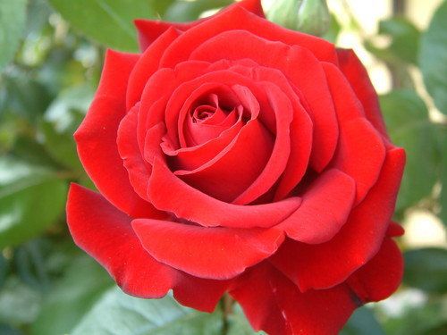 Acheter Plant De Jardin De Graines De Fleur De Rose Rouge Escompte Quand Acheter 2 Ou Plus Le Vendeur Britannique De 503 Du Lijiao Dhgatecom