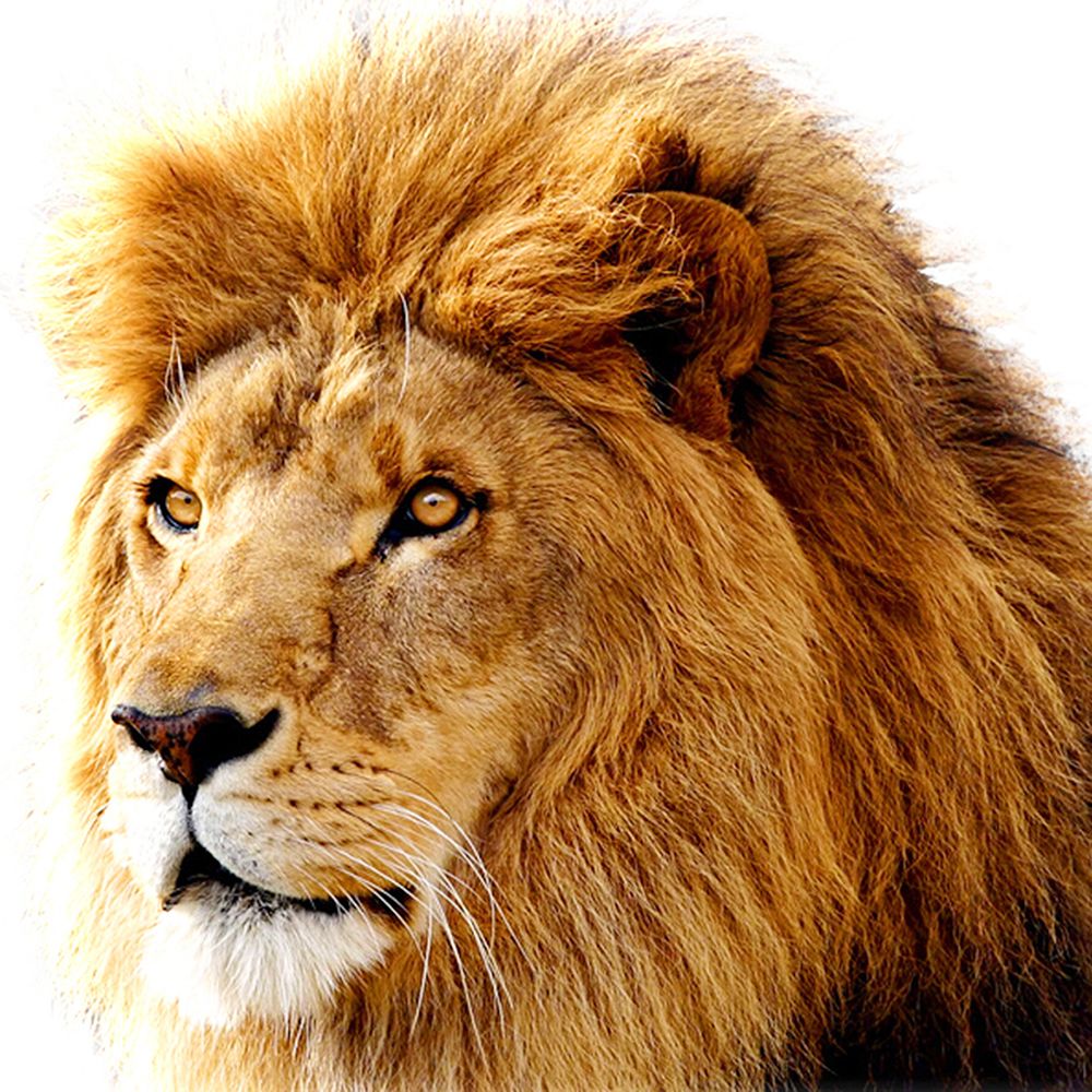 Grosshandel Gelber Lowe Tier Foto Drucken Diy 5d Diamantstich Runde 3d Diamantstich Werkzeuge Kit Diamant Mosaik Room Decor Von Luckymaison 9 04 Auf