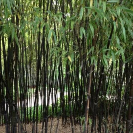 Phyllostachys Nigra Black Bamboo Seeds Choice Of Quantity 
