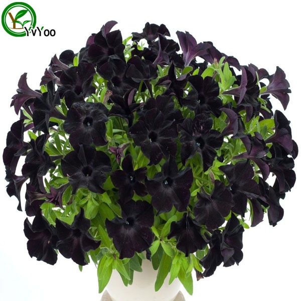 Get 2020 Black Petunia Seeds Flower Pot Planters Garden Bonsai For Free Wallpaper 2020 Black Petunia Seeds Flower Pot Planters Garden Bonsai Free HD