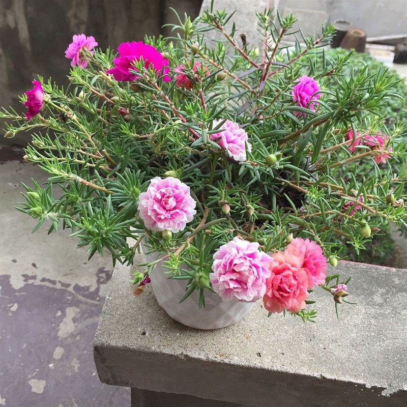 Acheter 500 Portulaca Grandiflora Moss Rose Double Fleur Mix Couleur Graines Facile à Cultiver Résistant à La Sécheresse Diy Maison Jardin Bonsaï