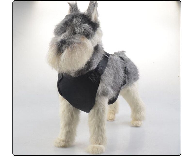 puppy chest harness