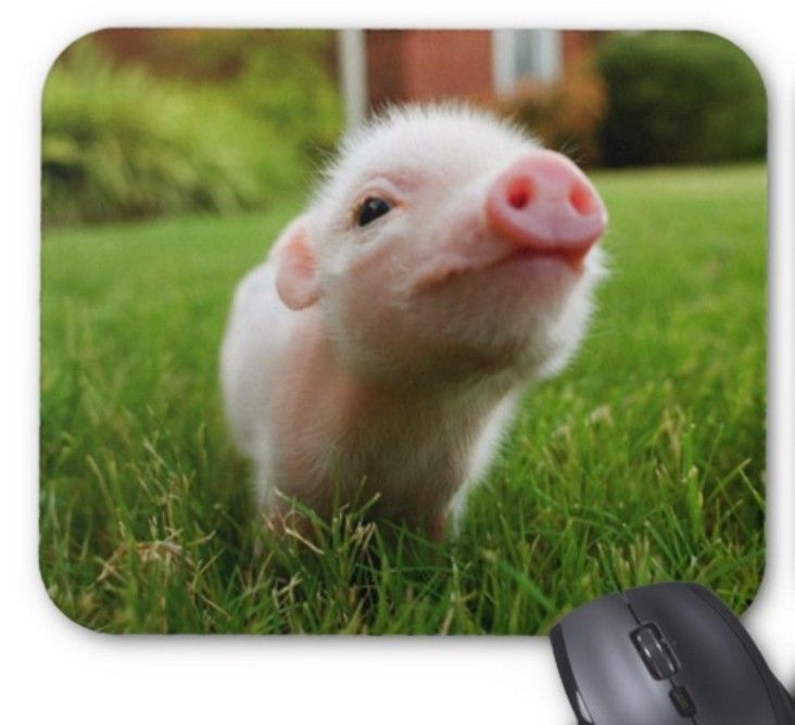 Acheter Tapis De Souris Rectangulaire En Caoutchouc Naturel Anti Derapant Personnalise Bebe Rose Cochon Accessoires Informatiques Fournitures De Bureau Tapis De Souris De Cadeau De 3 34 Du Mylovehui Fr Dhgate Com