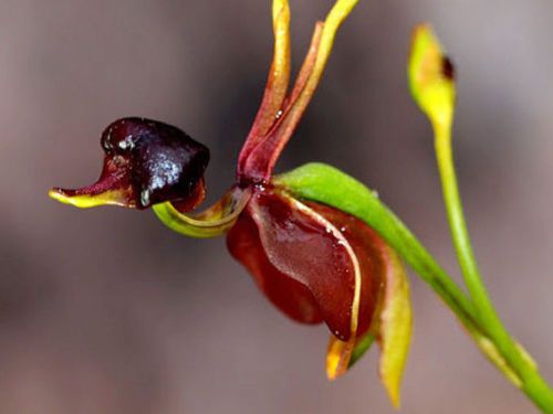 Wholesale100 Flying Duck Orchid Sementes Planta Rara Orquídea Negra Seeds  planta bonsai