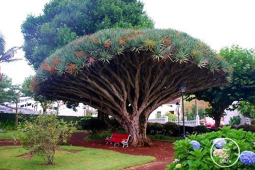 Seeds Online Sale Canary Island Dragon Blood Tree Seeds Dracaena Draco Showy Exotic K1e7m4 Dhgate Com Seeds Online Sale Canary Island Dragon Blood Tree Seeds Dracaena Draco Showy Exotic K1e7m4 Dhgate Com