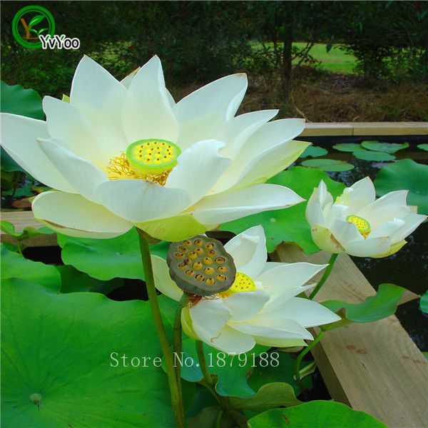 40 Pcs Lotus Flower Lotus Seeds Aquatic Plants Beautiful Lotus Water Lily Seeds 40 Pcs Lotus Flower Lotus Seeds Aquatic Plants Beautiful Lotus Water Lily Seeds