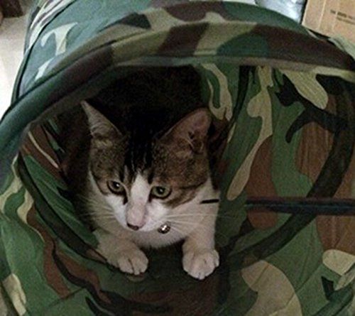 kitten play tunnel