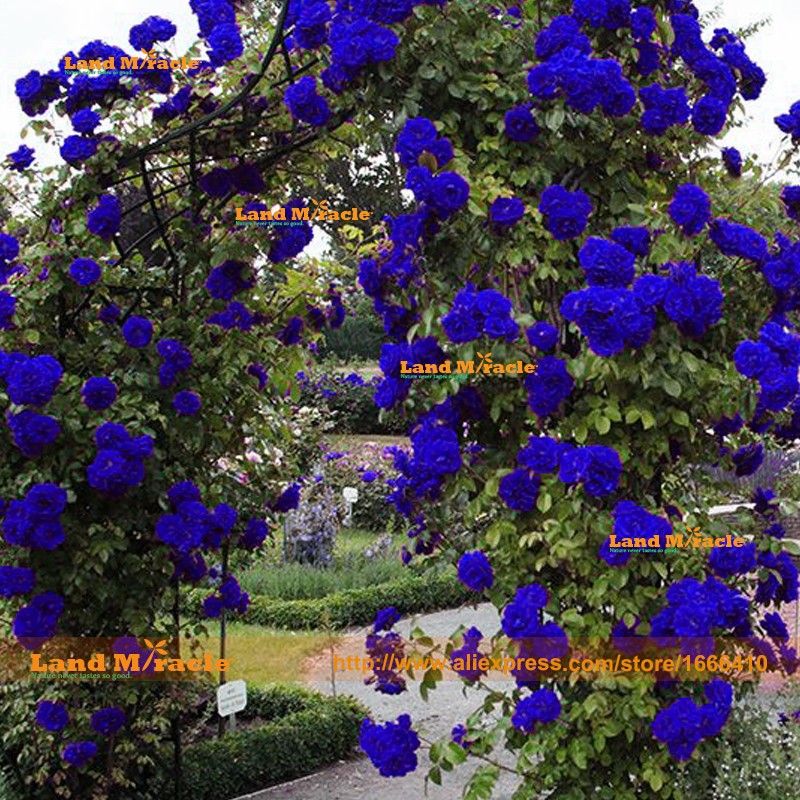 Acheter 100 Graines Pack Rares Graines De Fleur Rose Chinois Charming Lady Bleu Clair Graines De Plantes Grimpantes Grimpantes Avec Fort