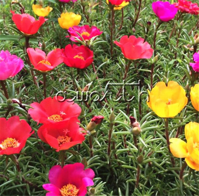 Acquista 500 Semi Colorato Portulaca Fiore Portulaca Grandiflora Moss Rose Fiore Grandi In Un Contenitore Facilmente Coltivate Resistenti Alla Siccita Giardino Paesaggio A 3 47 Dal Aworth Dhgate Com