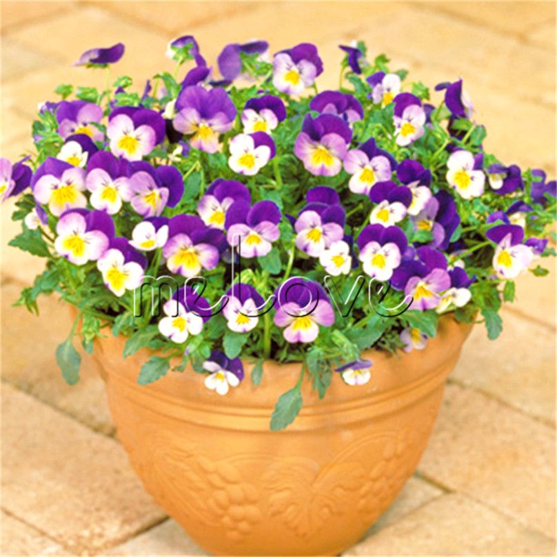 100 Pcs Alto Violette Pensée Violette Viola Cornuta Mélanger Couleur Fleur  Graines Hardy Facile à cultiver