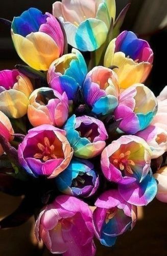 Wholesale5 ampoules de tulipes arc-en-ciel rares. Les plus belles graines  de fleurs. bonsaï de