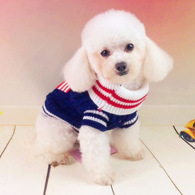 bichon frise clothes