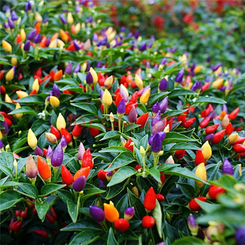 100pcs Chili peppers Multi color Pepper Edible Ornamental Mini Garden Home Plant 100pcs Chili peppers Multi color Pepper Edible Ornamental Mini Garden Home Plant