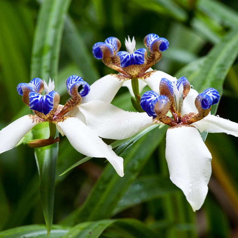 Atacado100 Cor Branca Iris Orquídea Sementes Belas Flores Perenes Sementes  planta bonsai