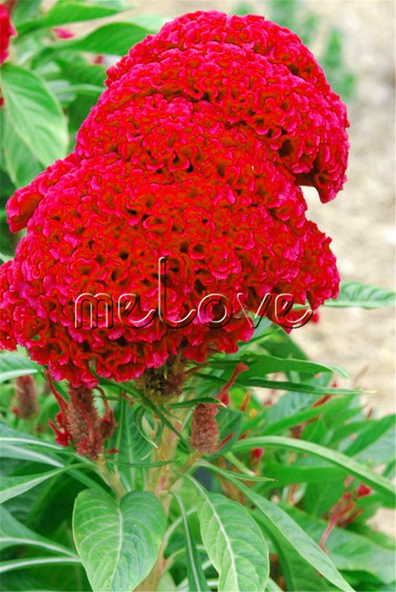 2021 1000 Giant Red Flower Seeds Red Velvet