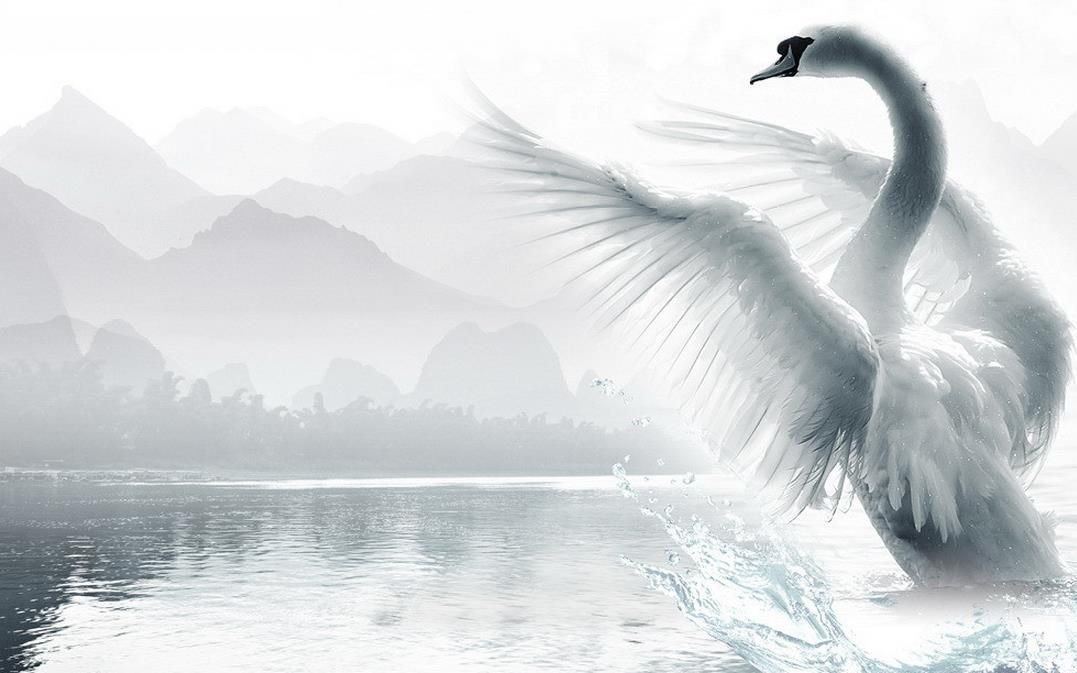 Featured image of post Romantic Beautiful Swan Images / The colors are so vivid in it.