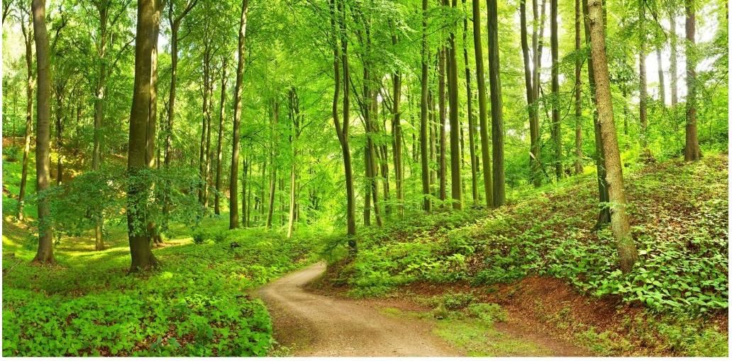 Grosshandel Waldweg Landschaft High Definition Hintergrund Wandbild