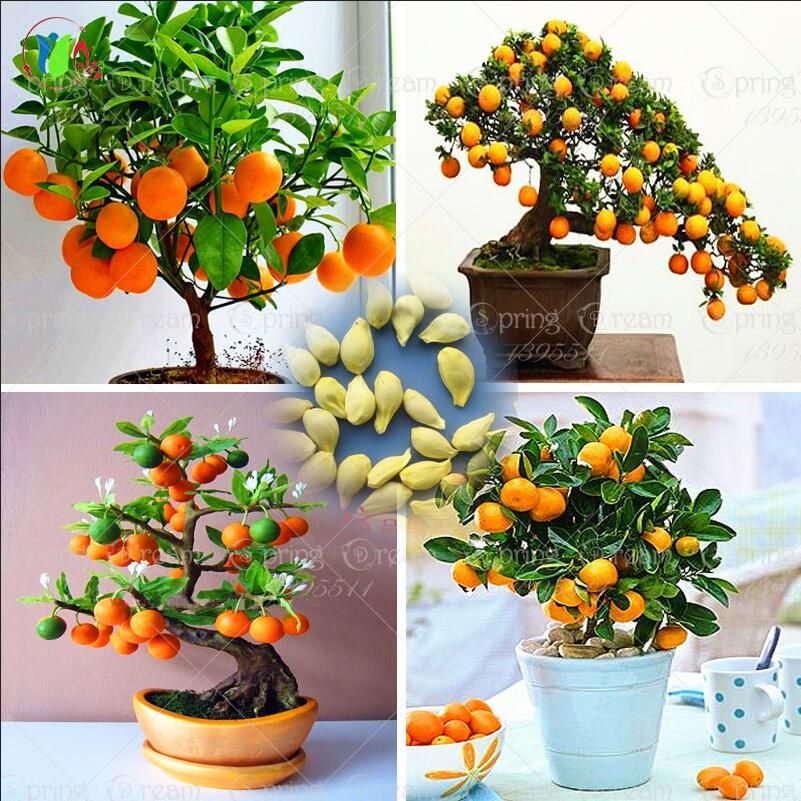 2020 500 Seeds Bag Bonsai Orange Tree Seeds Organic Fruit Tree Seeds For Flower Pot Planters Very Big And Delicious From Luleiaizutao1 5 03 Dhgate Com