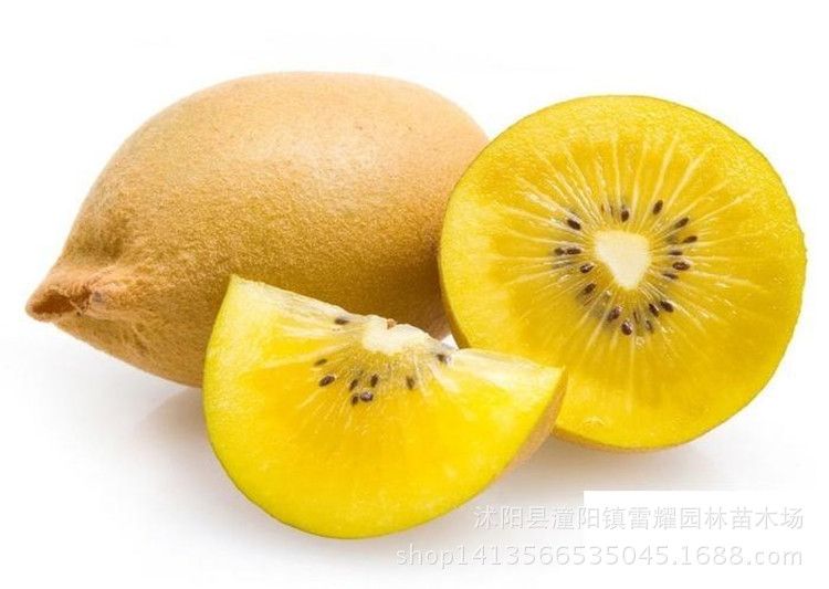 Seeds Kiwi Sorte Grün 150 Saatgut