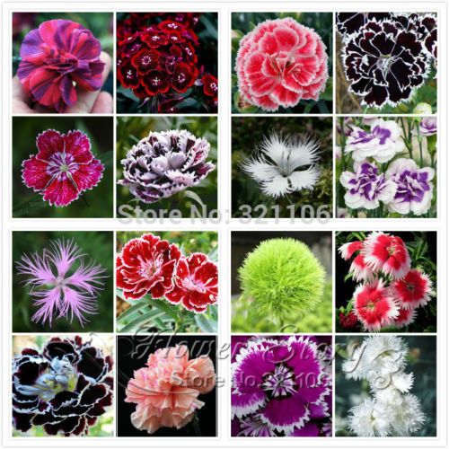 Promoción al por mayor! 200 semillas de Dianthus, 16 tipos de plantas  mixtas de jardín de