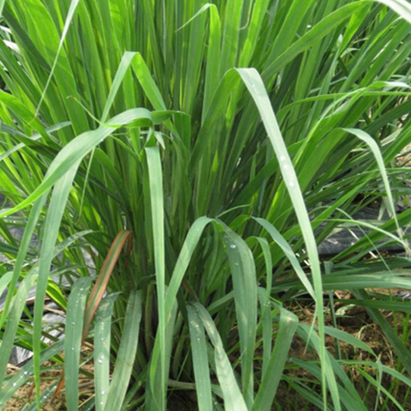 Cymbopogon citratus Lemon Grass 20 Seeds Citronella lemon grass