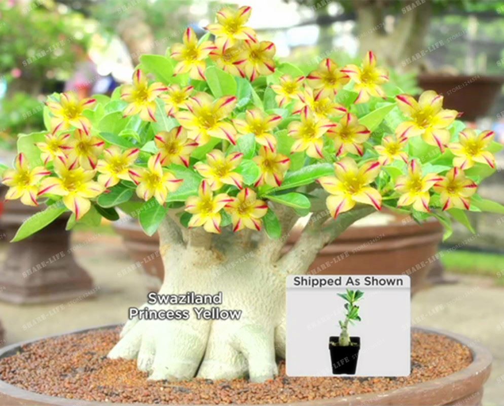 2020 Rare Swaziland Princess Sabi Star Gemini Desert Rose Yellow Adenium Bonsai Plant Home Garden 100 True Seed From Framedpainting 10 51 Dhgate Com