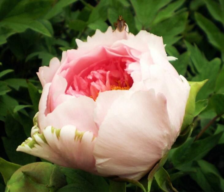 Satin Almak Cift Beauty 39 Siyah Sakayik Cicek Tohum 5 Tohum Paket Sarap Kirmizi Agaci Sakayik Yillik Bahce Bitkiler Bahce Tencere Ve Yetistiricilerinin Home Fiyattoplamak Info