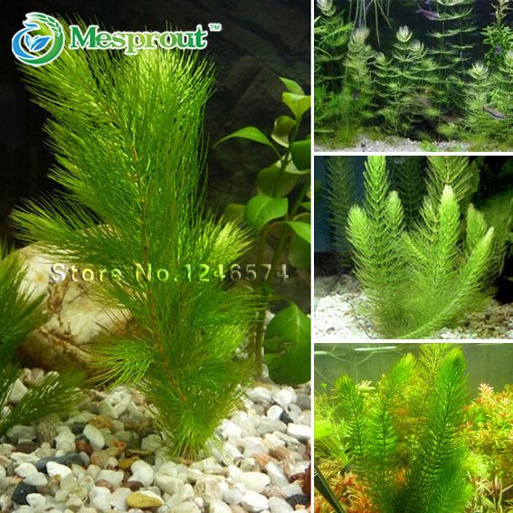 aquarium grass seed