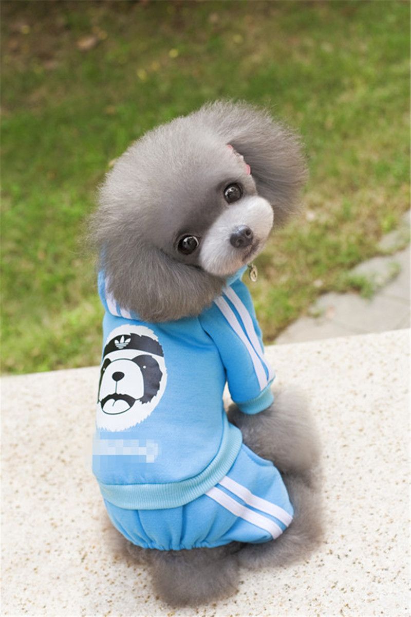 dog sweatshirts