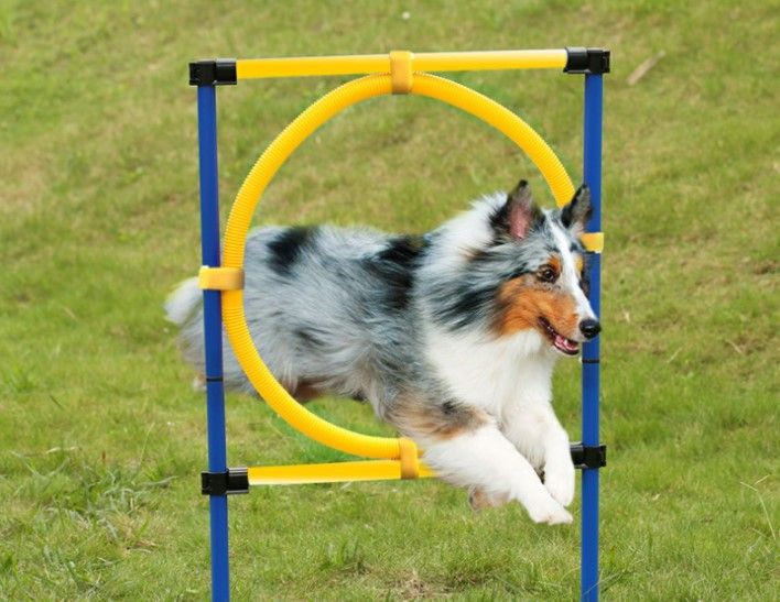 outdoor dog training equipment
